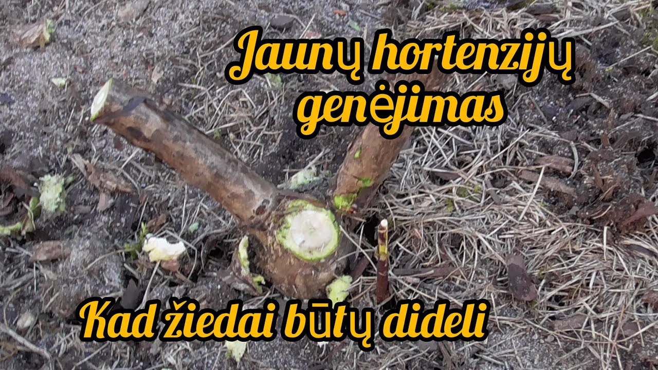 Jaunų šluotelinių hortenzijų genėjimas