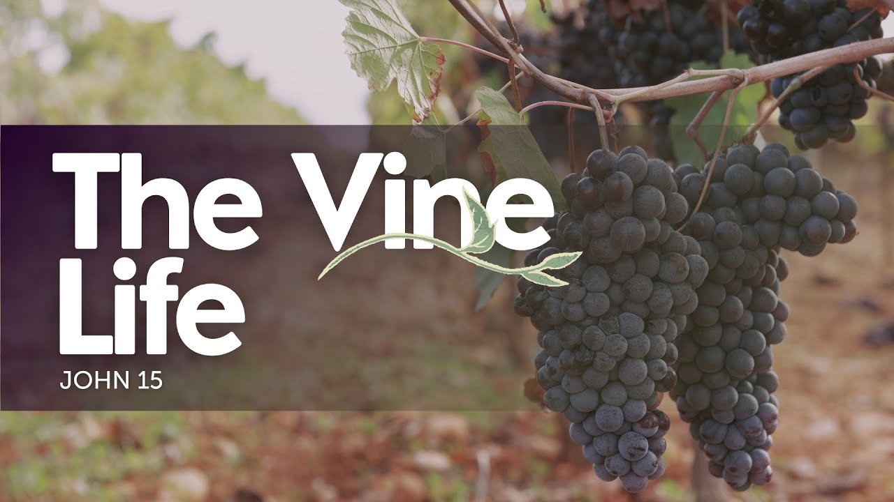 The Vineyard