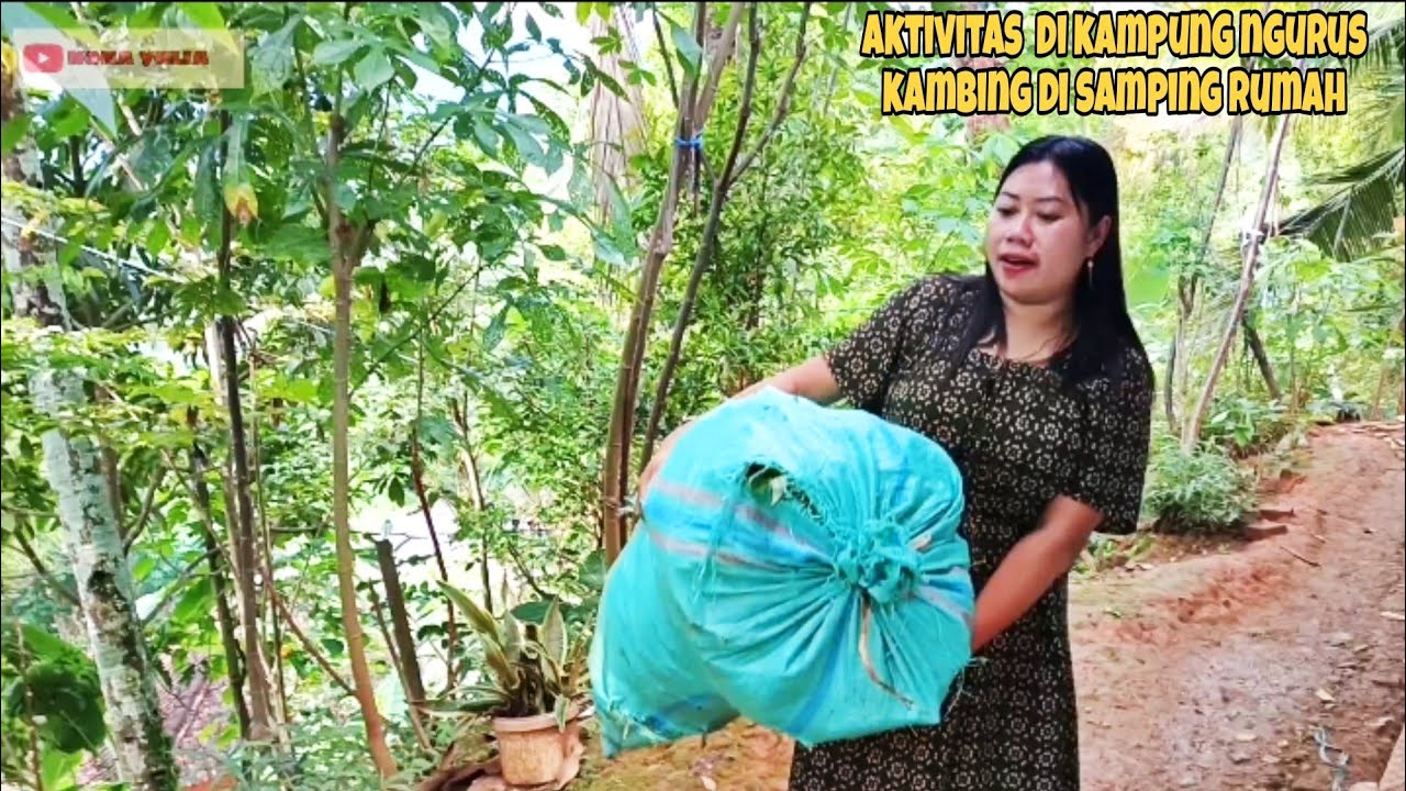 SUASANA SORE HARI DI KAMPUNG KU SETELAH TURUN HUJAN NGURUS KAMBING DAN NGASIH PAKAN KAMBING