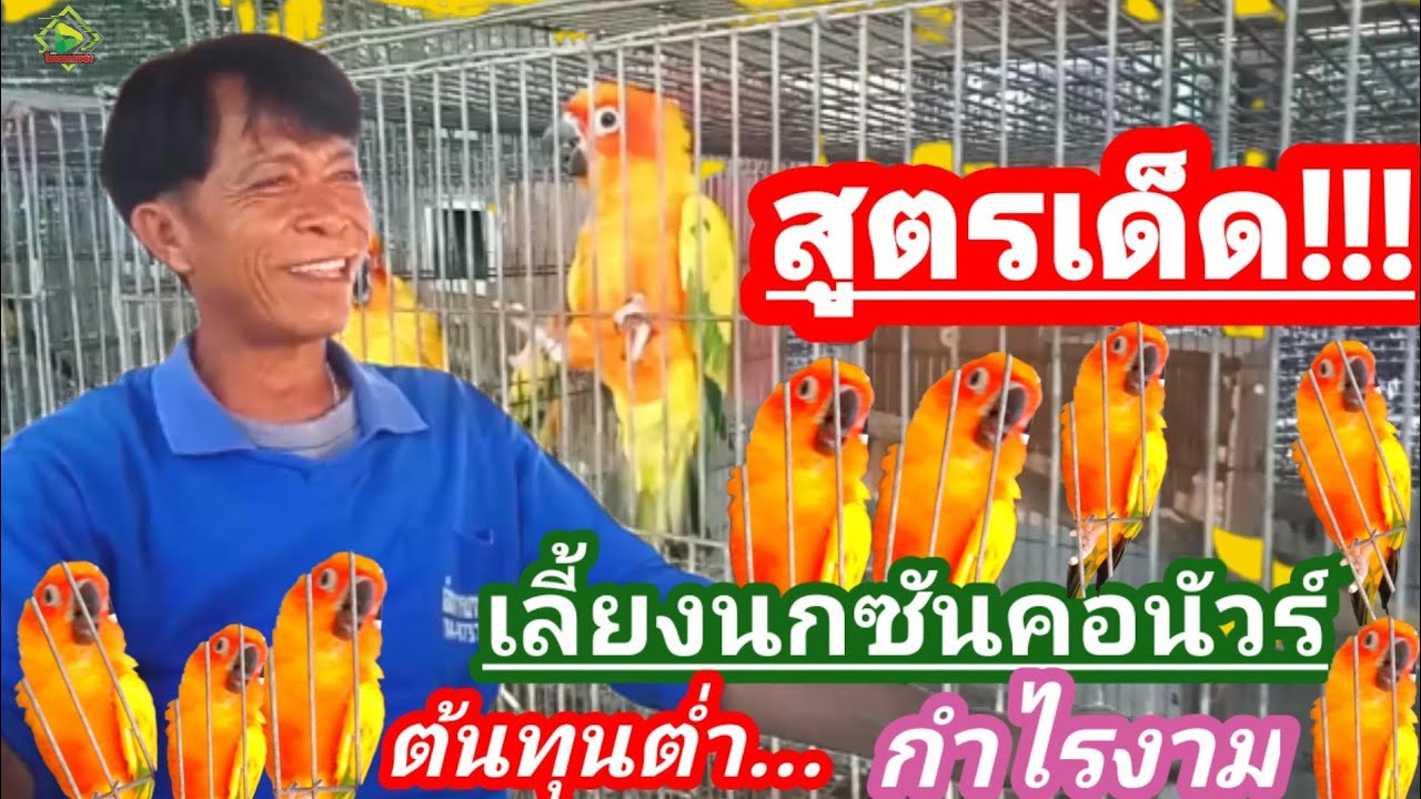 เลี้ยงนกซันคอนัวร์ต้นทุนต่ำ ไข่ดก สมบูรณ์แข็งแรง เลี้ยงแบบนี้เก็บไข่ได้ทั้งปี