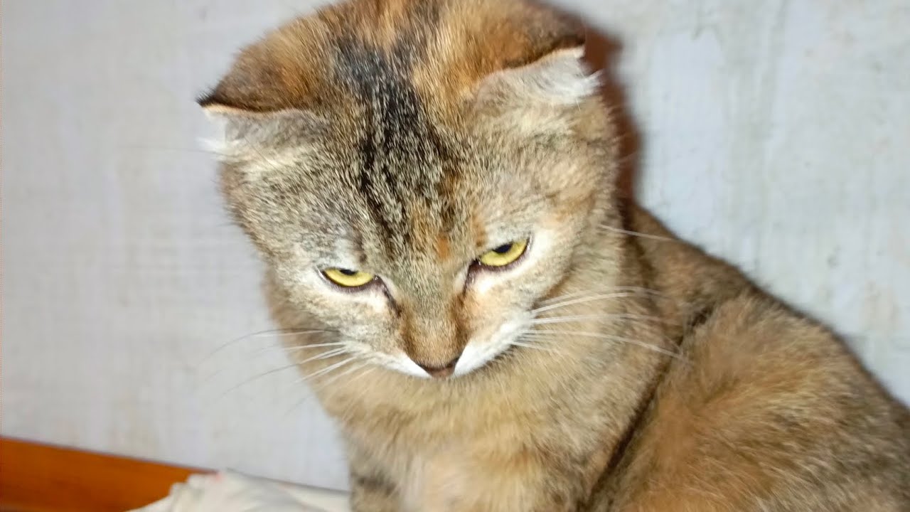Срочный Сбор на корм!🙏#приютсолнышко 🌞🐱🐶🐈🐕♥️🙏