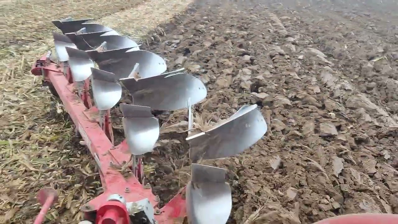 Orka po zbiorze kukurydzy, nietypowa uprawka