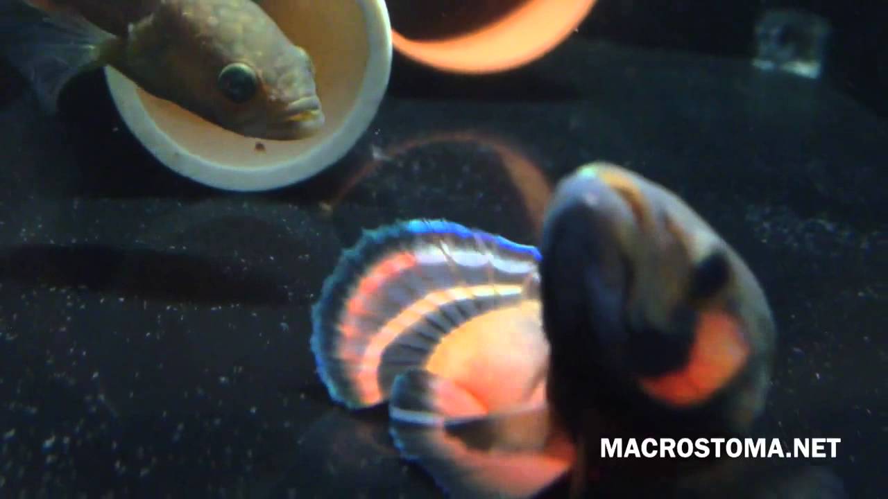 BETTA MACROSTOMA