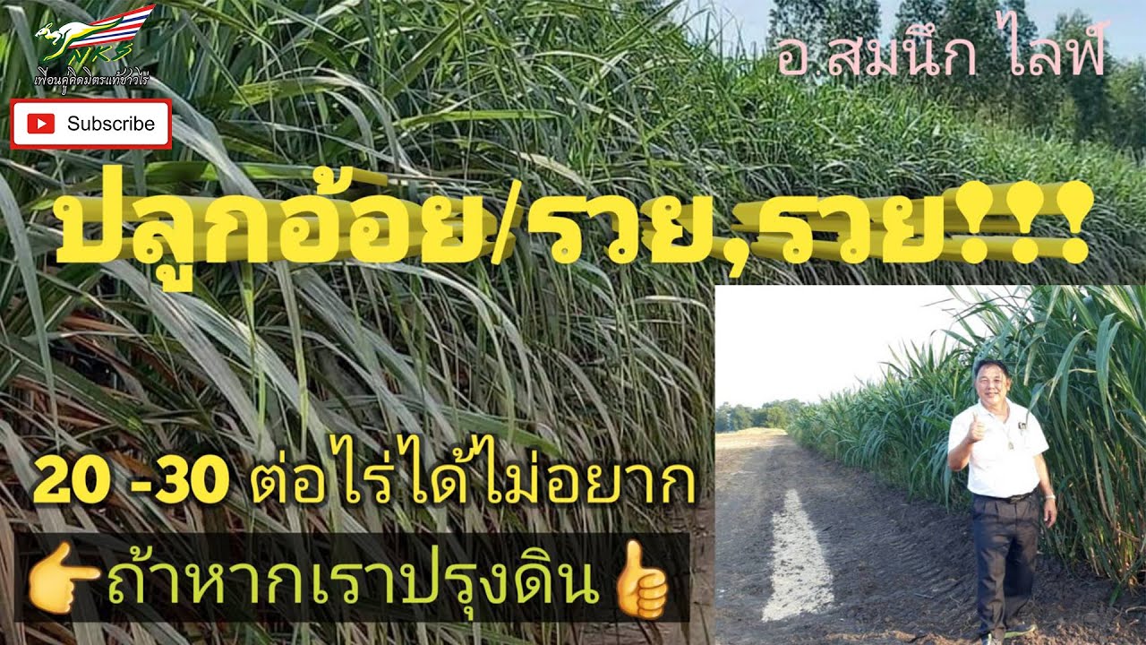 ปลูกอ้อยให้รวยรวย / 20 - 30 ตันต่อไร่ได้ไม่ยาก : อ.สมนึก ไลฟ์