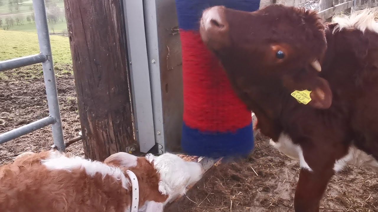 Happy Cow - Kälbergruppe am Lebenshof - Kuhbürste - Lebenslänglich
