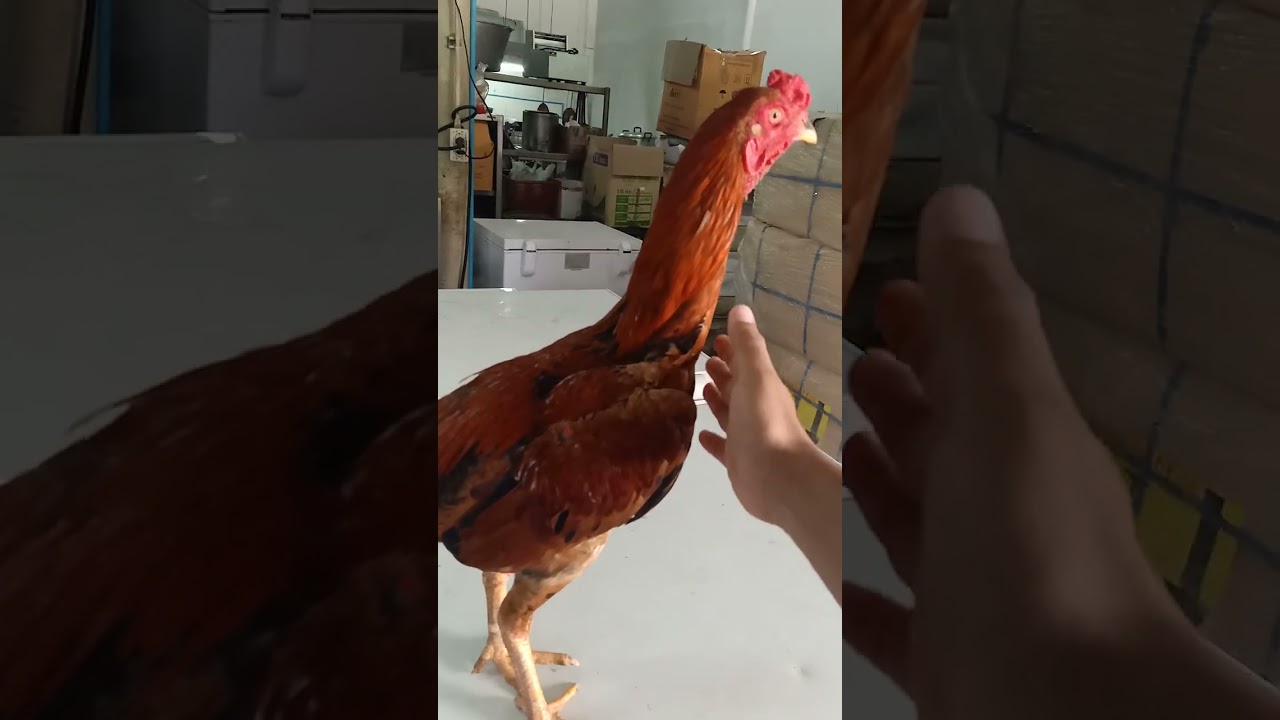 ភូមាខ្ចី តែ 2.5គ.ក ហើយអែម(បិតការលក់)