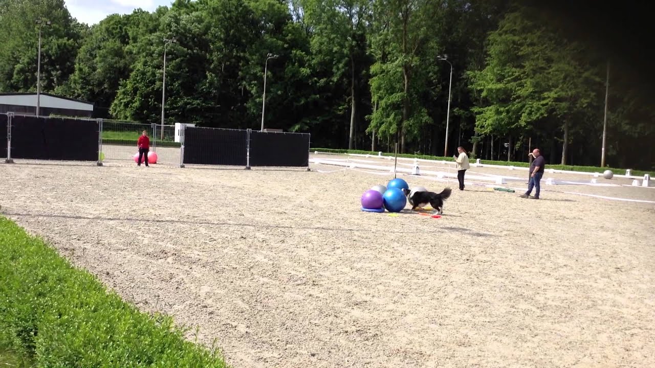 Treibball Class C BorderCollie Twizzle