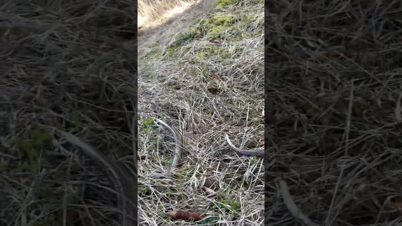 Palchi cervo caduchi, Alpi Orobie.