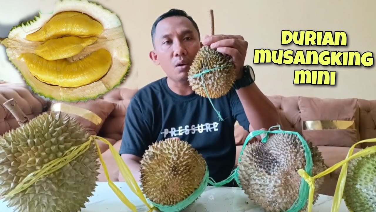 RIVIEW DURIAN MUSANGKING MINI DARI PASAR BUAH PASREPAN KAB PASURUAN || (ulang) 