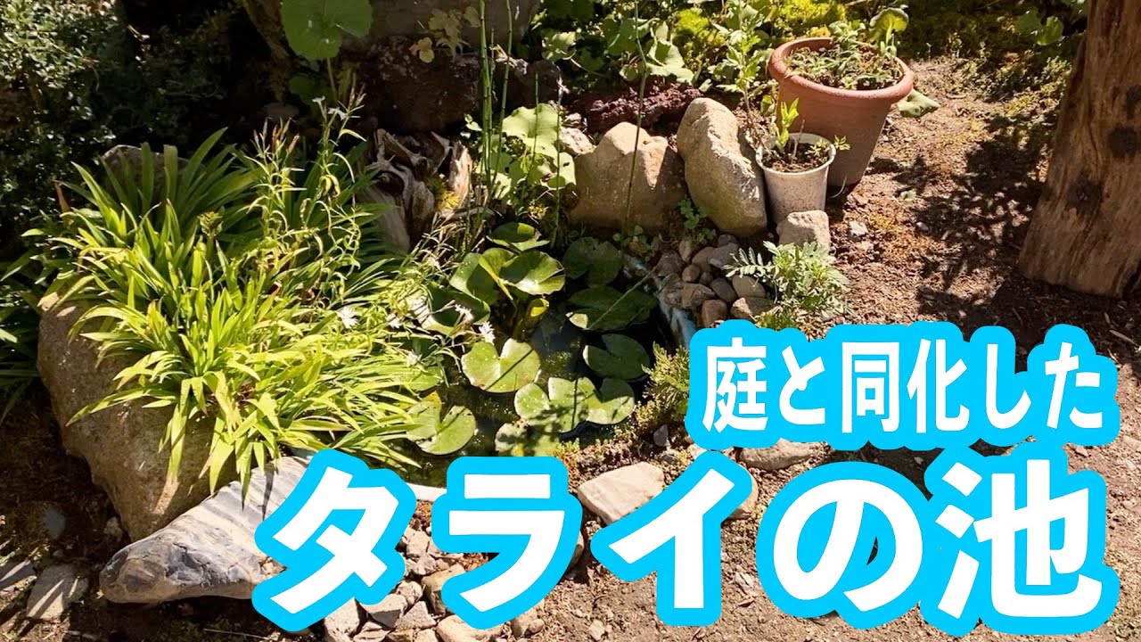 タライで作った池 ２年経過  もはや自然の一部【庭池  ビオトープ】