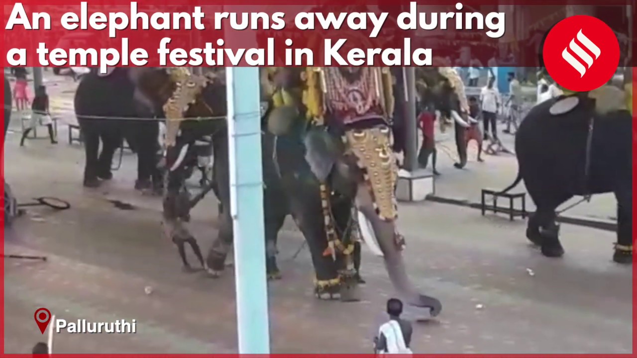Elephant runs away during a temple festival in Kerala