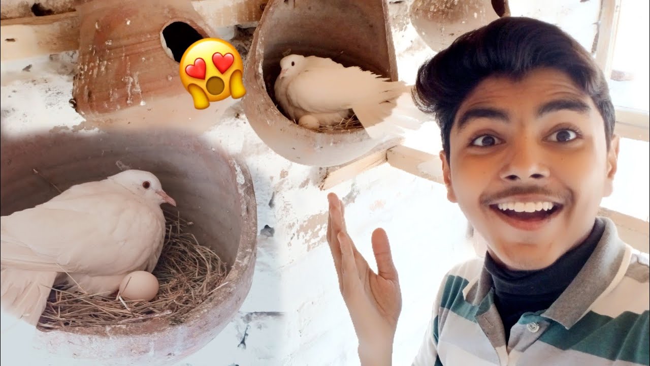 White Dove Ny Egg Dy Diya 😀