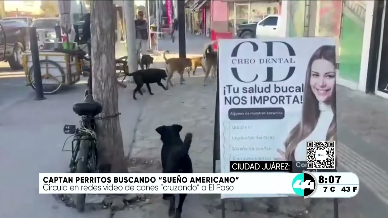 Captan perritos buscando “Sueños Americano”