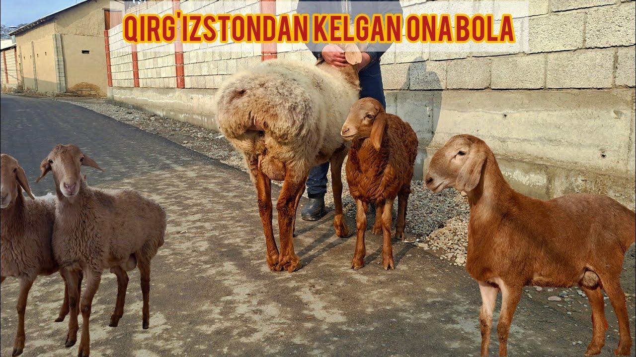 OYBEKJONGA ZOTGA QIRG'IZSTONDAN ONA BOLA VA QOCHQORLAR KELDI.