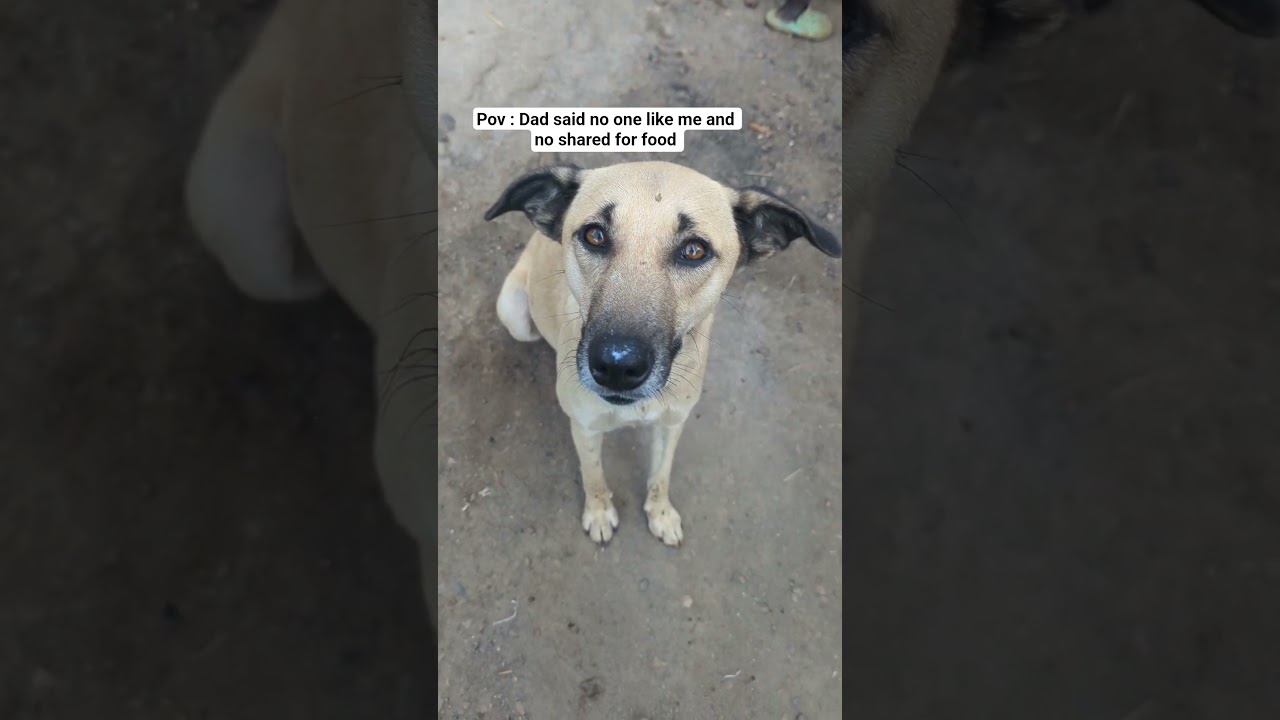 PayPal link in bio to donate #usa #goshelter #donatefood #animals #fighthunger #feedmore