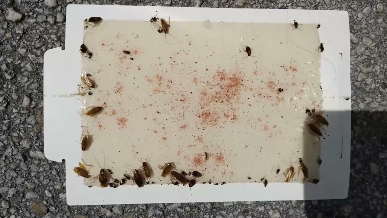 This Is How You Can Use Glue Boards To Document German Roach Reduction In Your Home