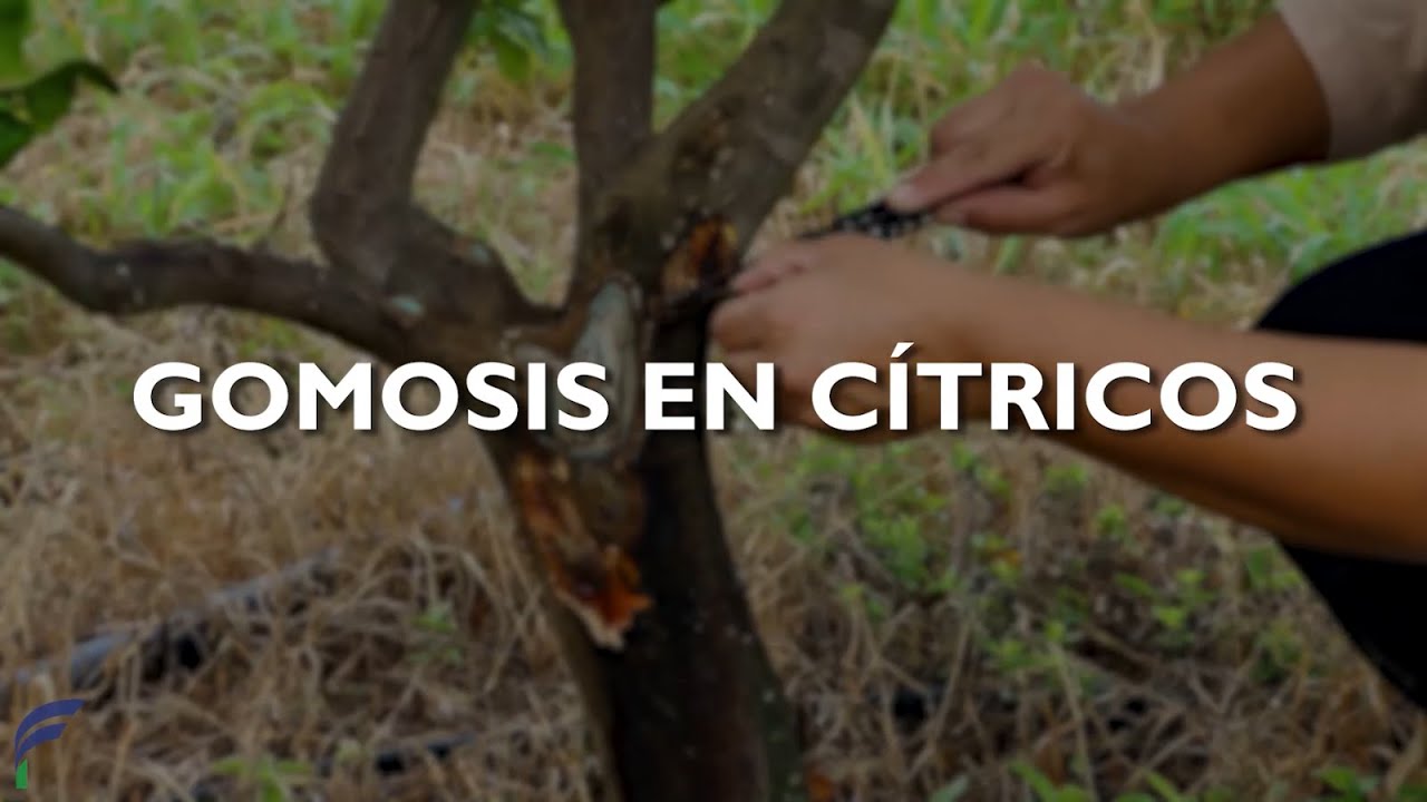 La Gomosis en Cítricos