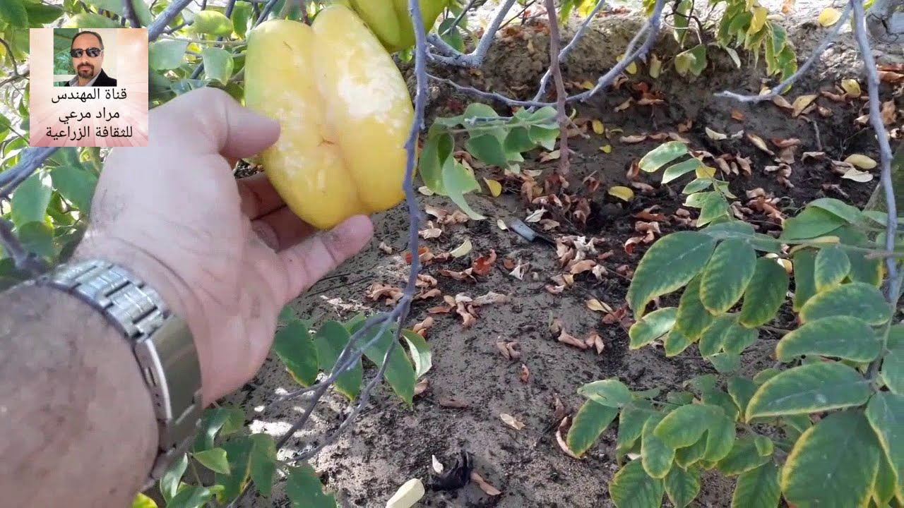 استار فروت فاكهة النجمة عجيبة وغريبة صالحة لسلاطة والتخسيس Averrhoa carambola حلقة 281