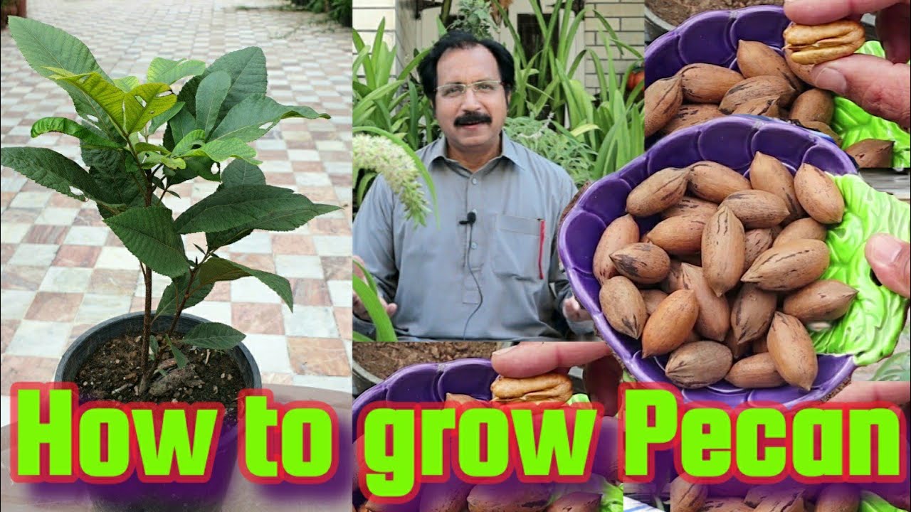 How to grow Pecans from seeds?