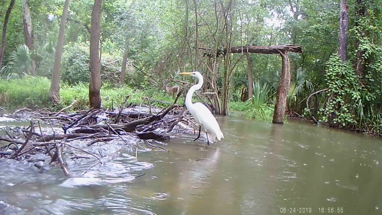 Wildlife of Addicks and Barker Reservoirs - Houston Texas