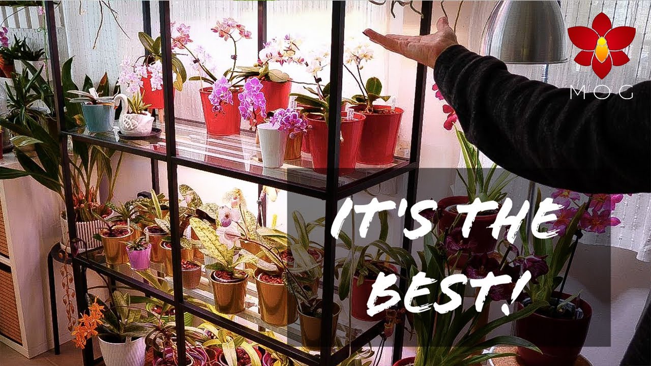 Installing new shelves for my Orchids & they're the best! (Ikea Vittsjo & Barrina Grow Lights)