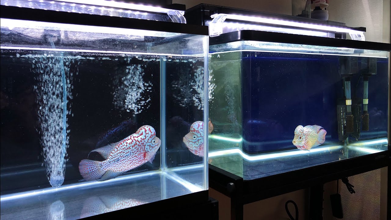 Flowerhorn tips and update (tagalog)