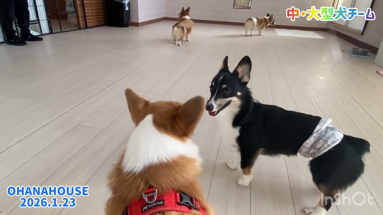 広場あそび（中・大型犬チーム）