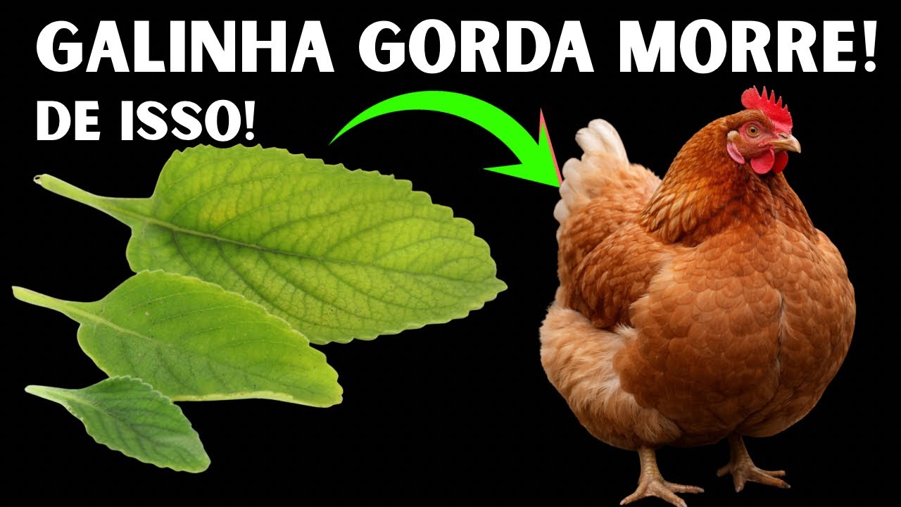 APENAS 5 FOLHAS E TENHA VIDA NO GALINHEIRO! GALINHA MORRENDO DO NADA? APRENDA USAR ESSA PLANTA!
