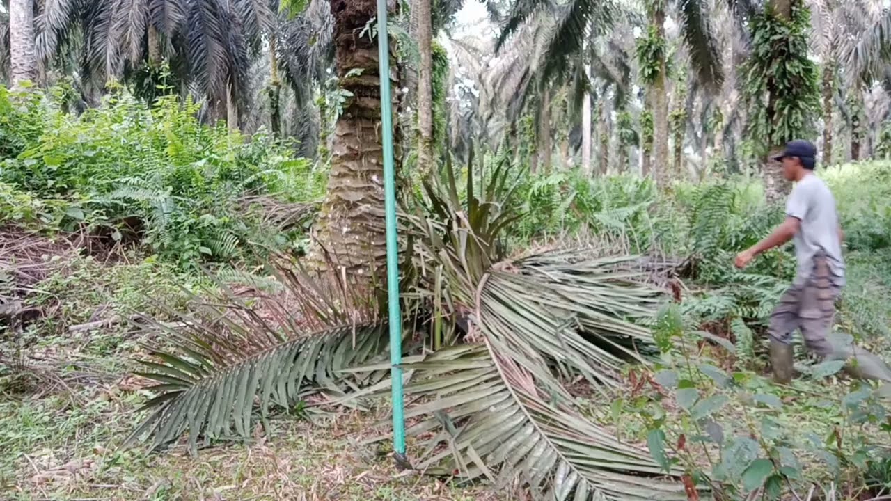 panen pokok rendah lagi mengunakan erek MI.mantap.buah lagi rek kawan.