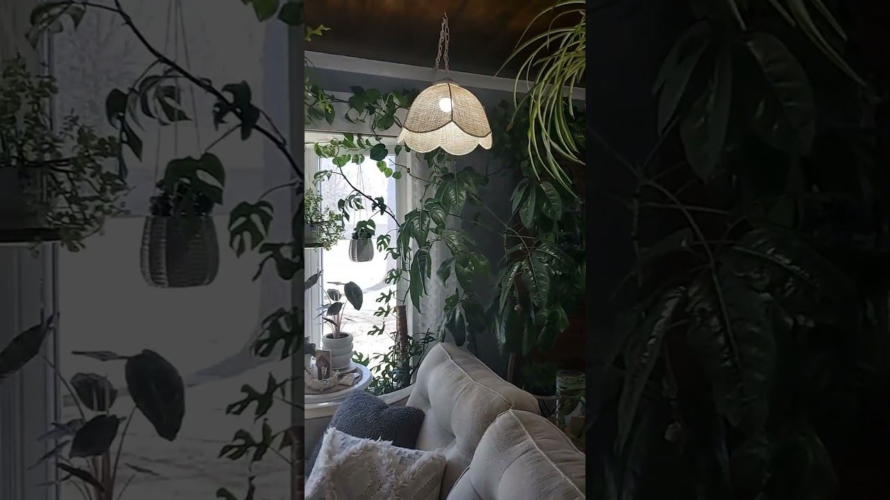 Little east window tour. #plant #plants #fok #aroidaddicts