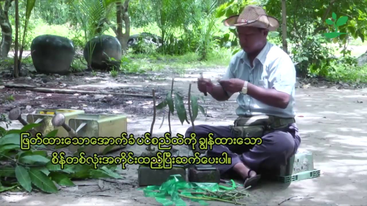 သရက် (ပင်ဆင့်ကိုင်းကူးနည်း)