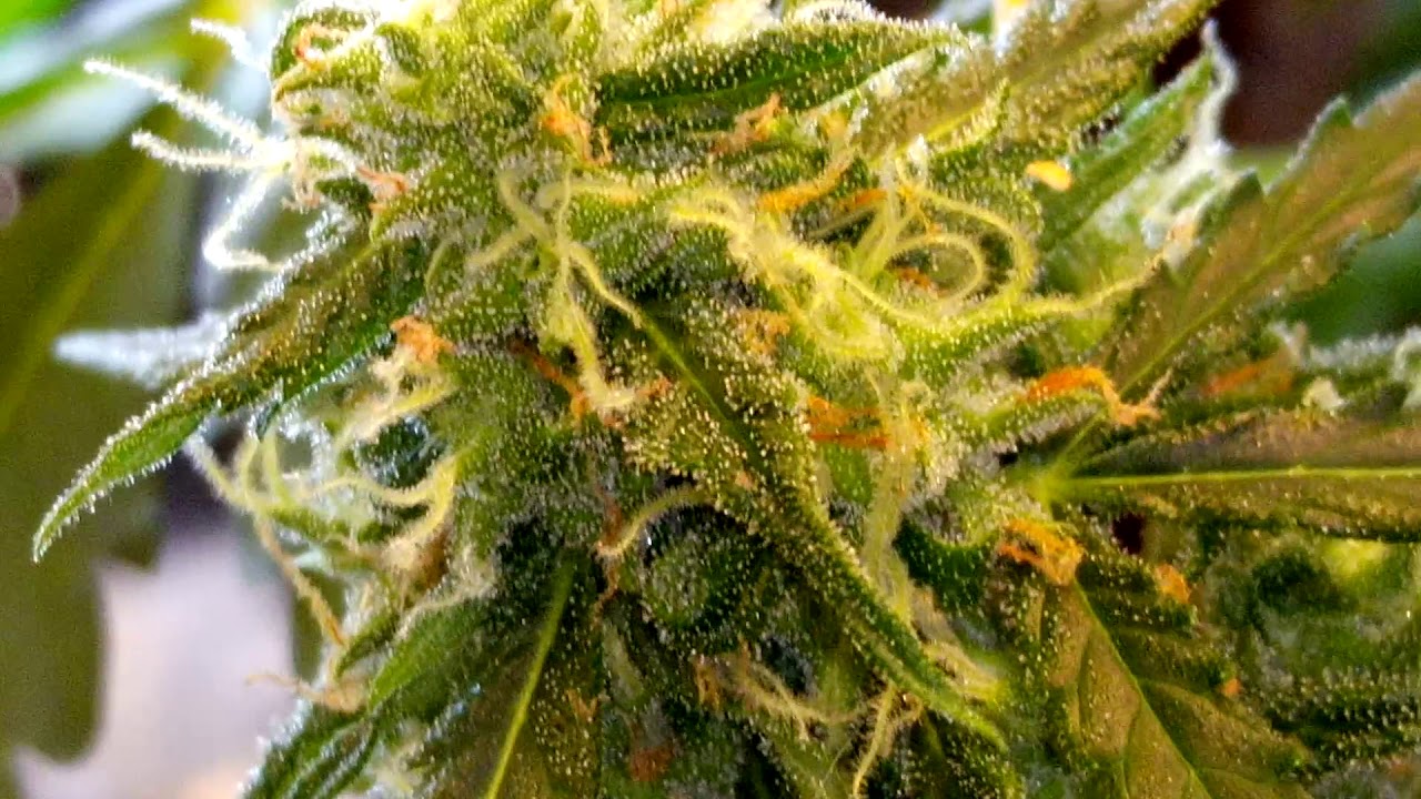 Organic Auto Green Crack | Green Kush | Nugshots