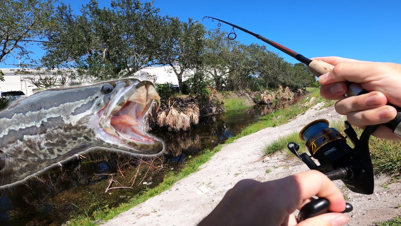Tackling one of South Florida's most INVASIVE Fish Species (Bullseye Snakehead Fishing)