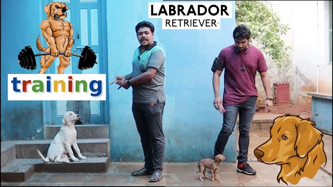 Trained 4 months old Labrador In 30 Days | Happy || Mastering Obedience ||