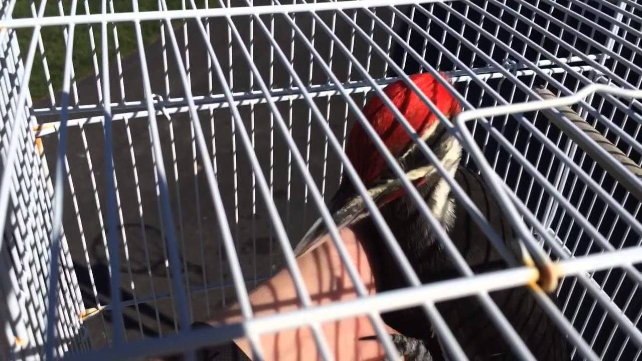 Pileated woodpecker