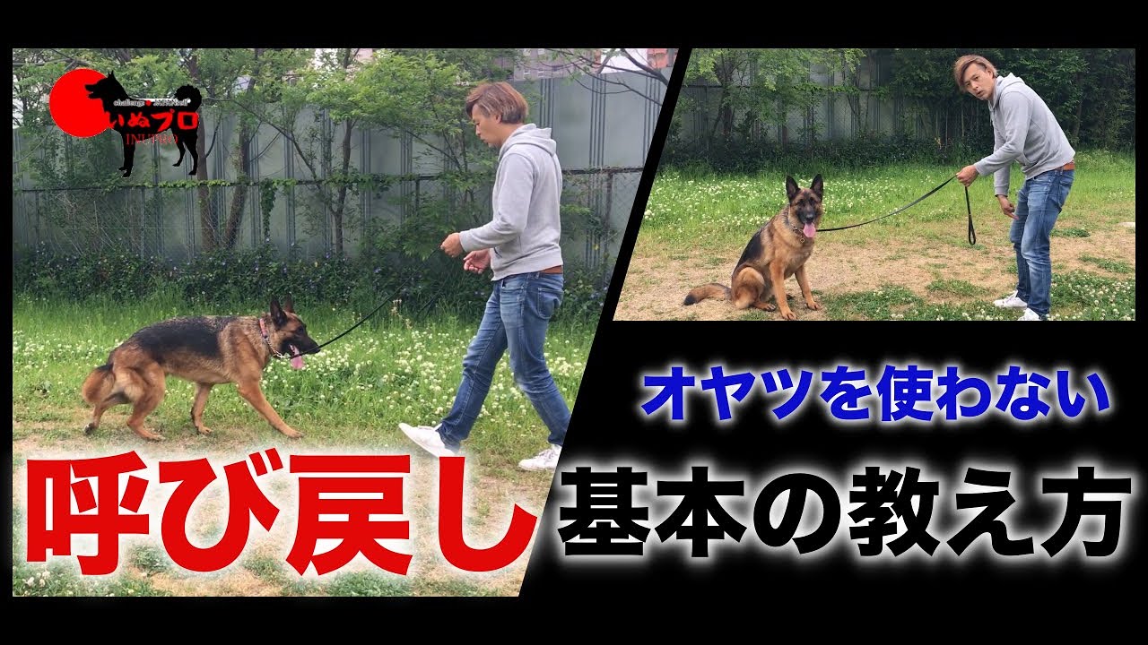 犬の呼び戻しの基本の教え方【おやつを使わずに犬へコマンドを教えましょう】　PSDドッグサポートセンター　いぬプロ　inupro　犬のしつけ　教育　おやつを使わない　呼び戻し　コイ　おいで