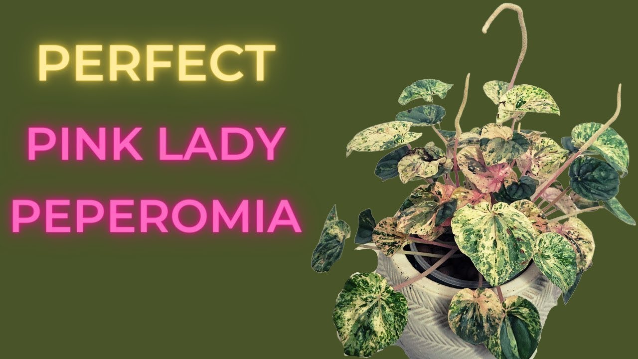 Pink Peperomia CARE Guide & Soil To Leca For Beginners