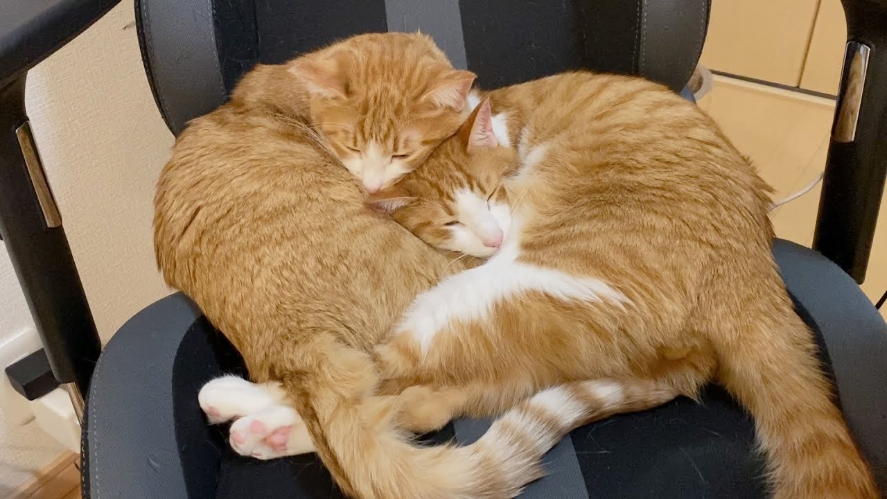 ご飯もトイレも常に一緒にいる双子猫がこちら