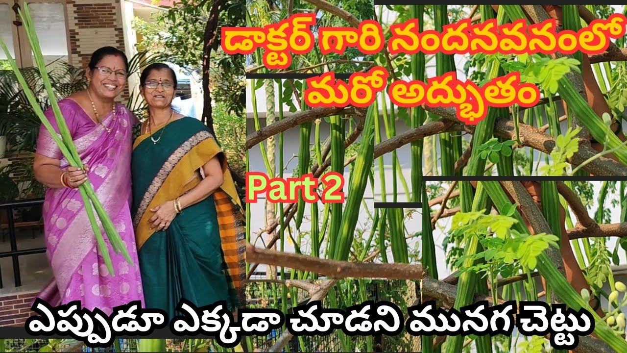 డాక్టర్ గారు నందనవనంలో ఎప్పుడూ ఎక్కడా చూడని అద్భుతమైన మునగ చెట్టు #@Aadi Lakshmi terres garden