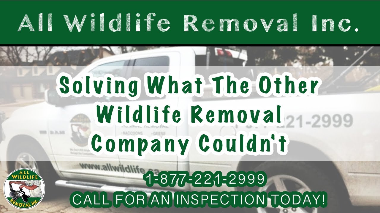 Very Simple Squirrel Removal In Toronto