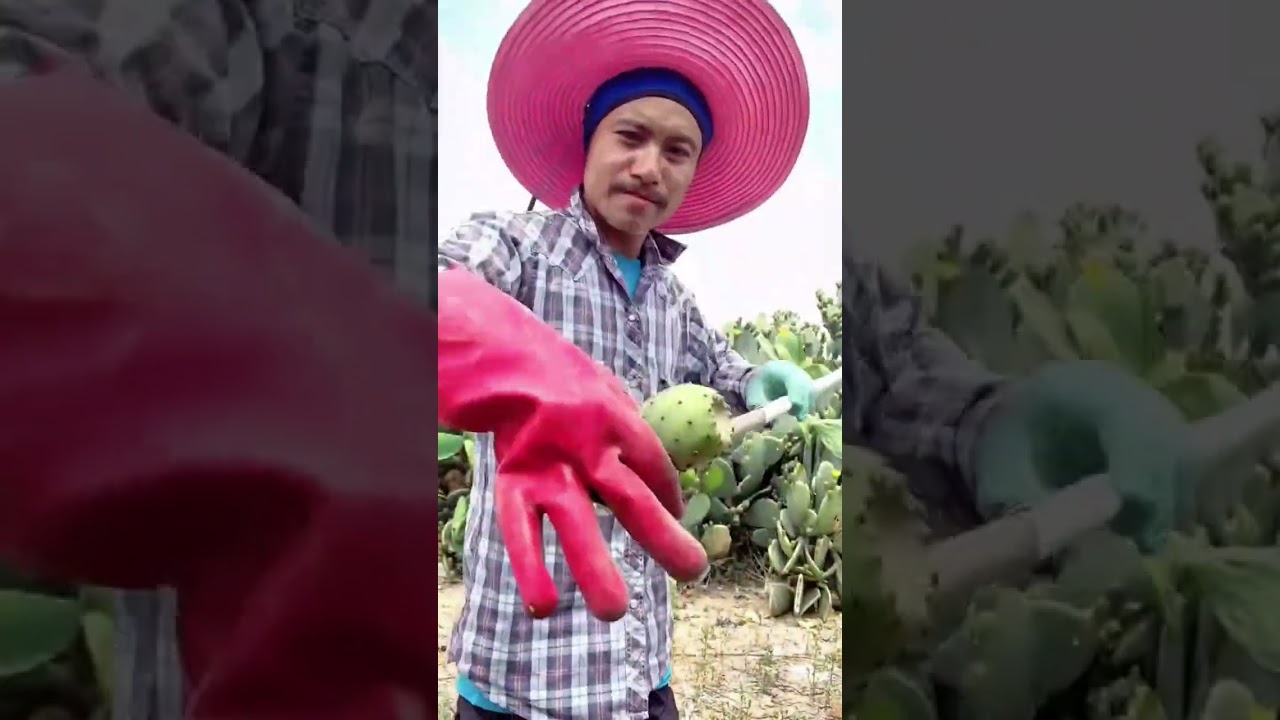 harvesting green cactus fruits using long metal pole with sharp blade in garden on sunny afternoon