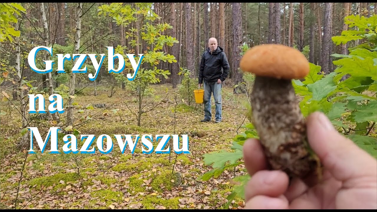 W połowie drogi do Warszawy zbieram grzybki z Robertem.