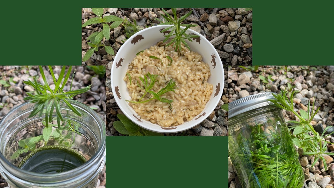 We Foraged Cleaver & made Medicine and Dinner!