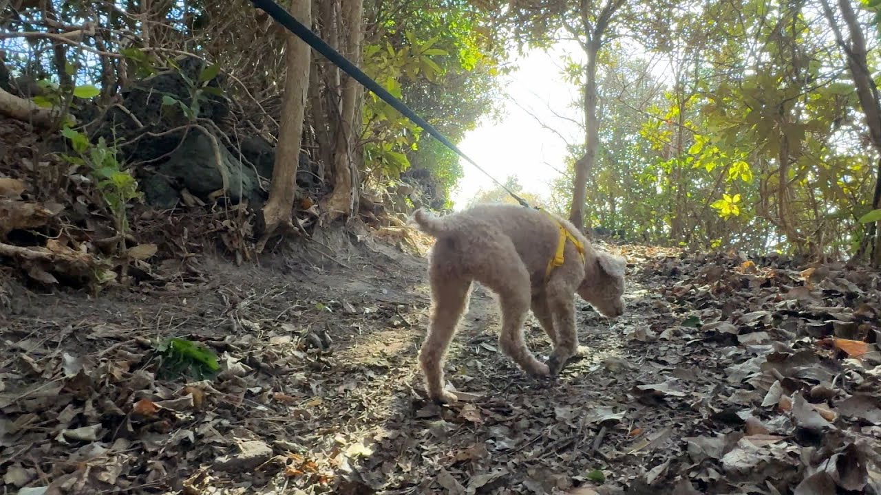 EP.4 At 12, Walking Again from Here