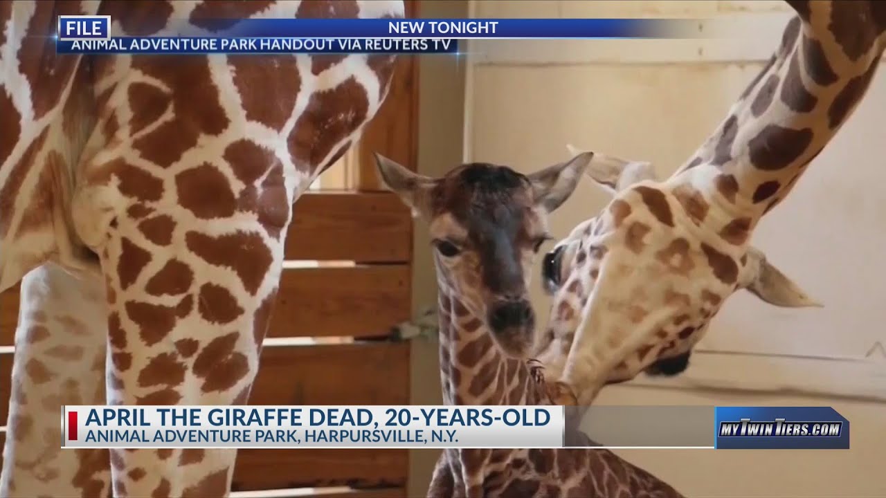 April the Giraffe passes away at Animal Adventure Park