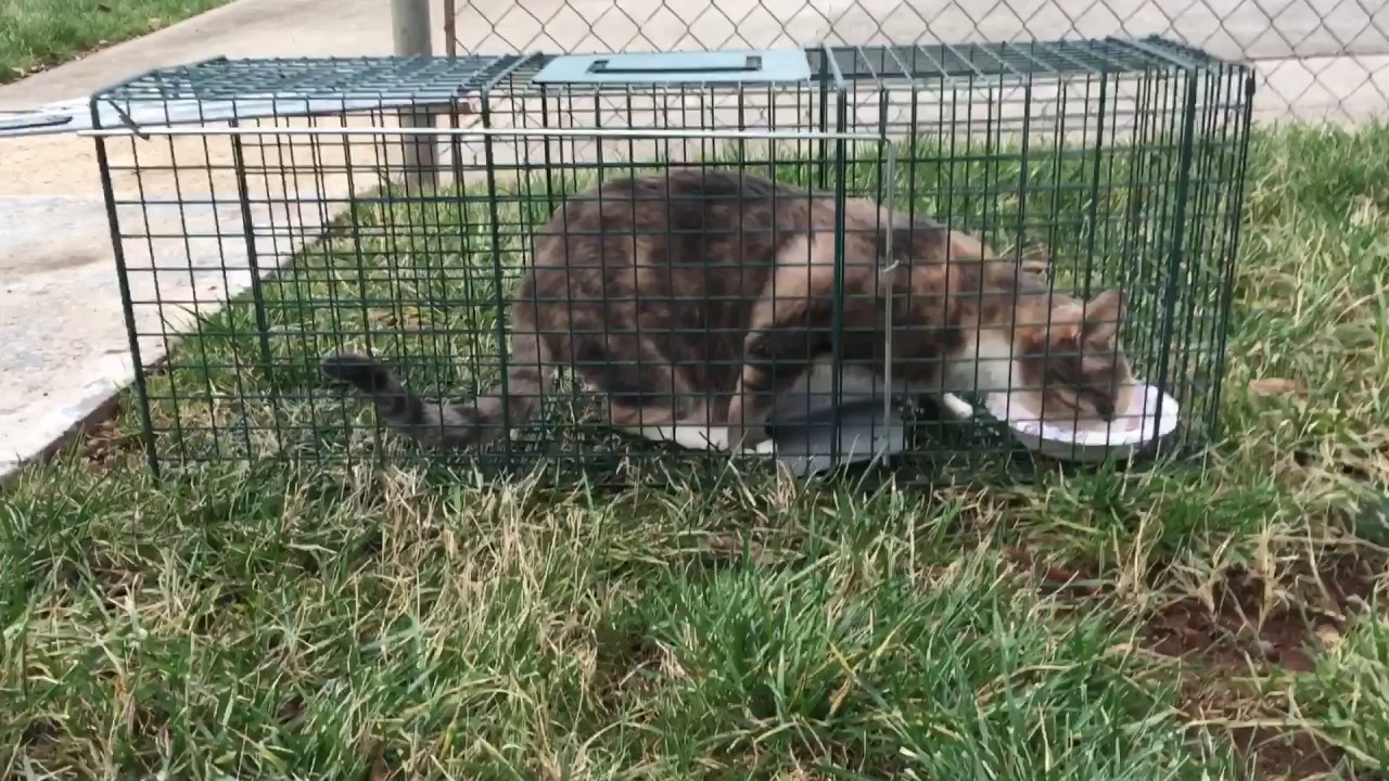 Cat gets trapped in cage (Funny)