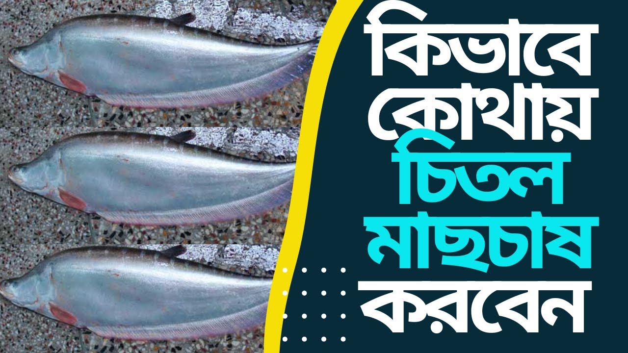 কিভাবে কোথায় আমরা  চিতল মাছ চাষ করব (Where & How We Cultivate Chitol Fish)