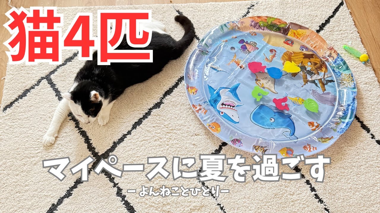 夏向きなおもちゃの投入！をフル無視するマイペースなよんねこ