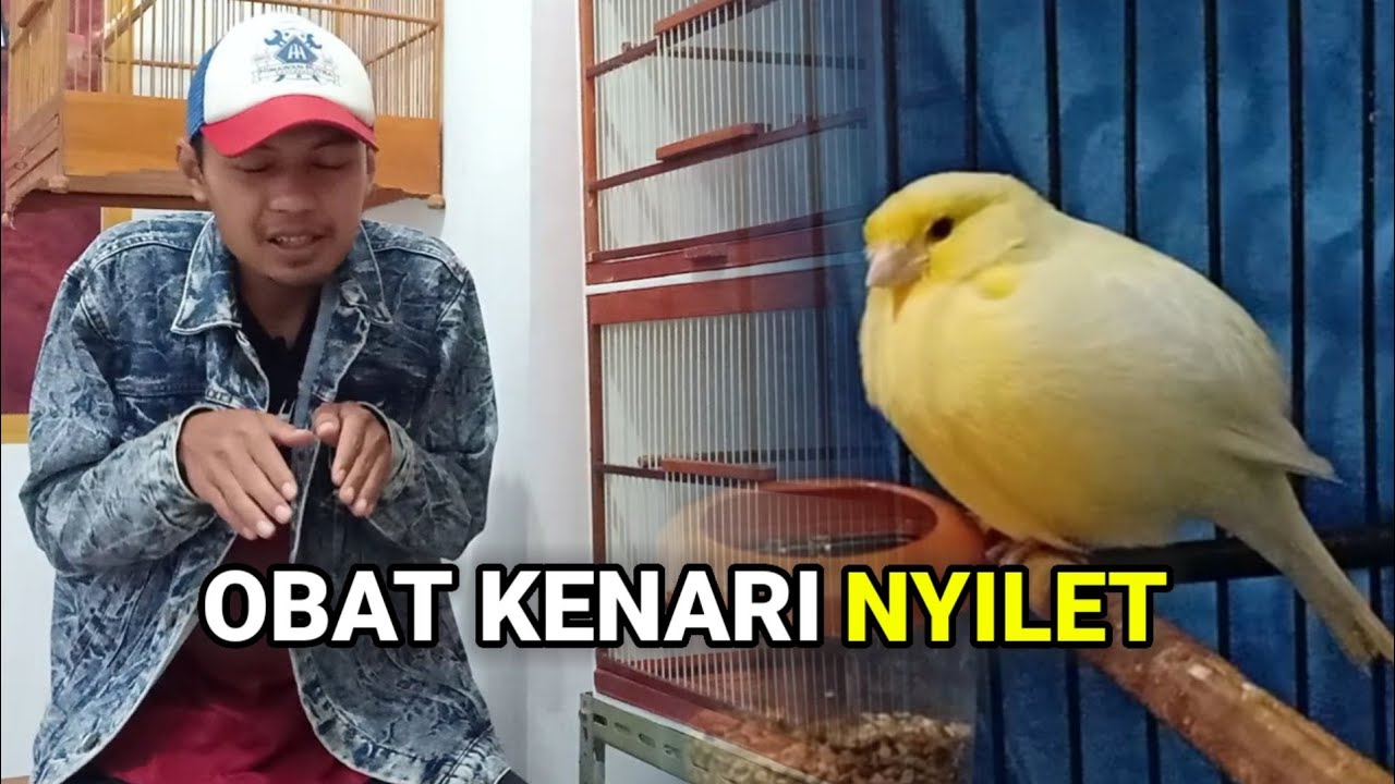 Obat kenari kurus nyilet paling ampuh di jamin tokcerr