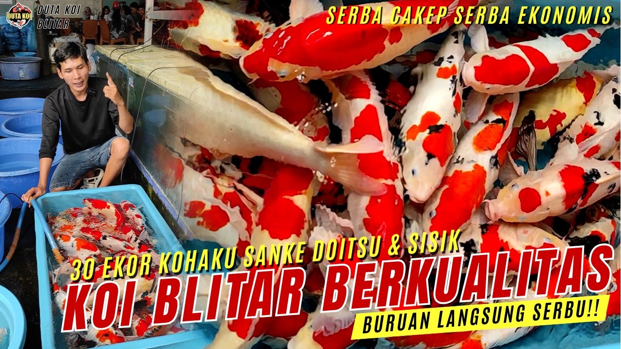 GASKEN BOSKU!! 30 EKOR KOI BLITAR BERKUALITAS: KOHAKU SANKE GRADE A+ DOITSU & SISIK!!
